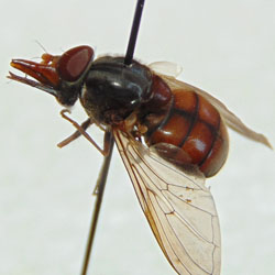 Rhingia campestris